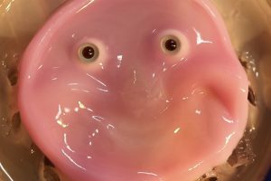 휴머노이드 로봇: 살아있는 피부 덩어리